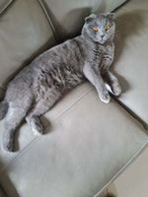   CHAT male POUR SAIL    400 euro Tel.. 