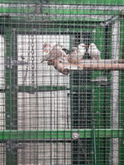  Mandarin oiseaux  