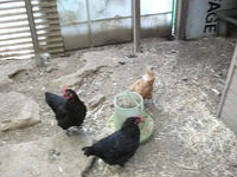   un lot de 14 poules pondeuses 