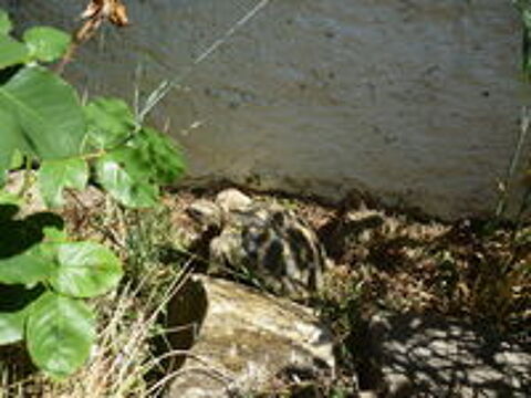   tortue de terre 