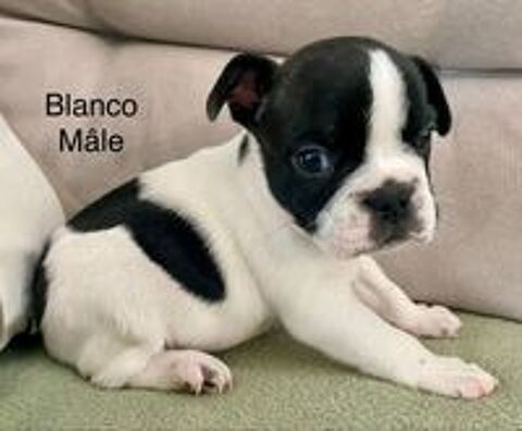   Magnifiques chiots bouledogue français ancien type 