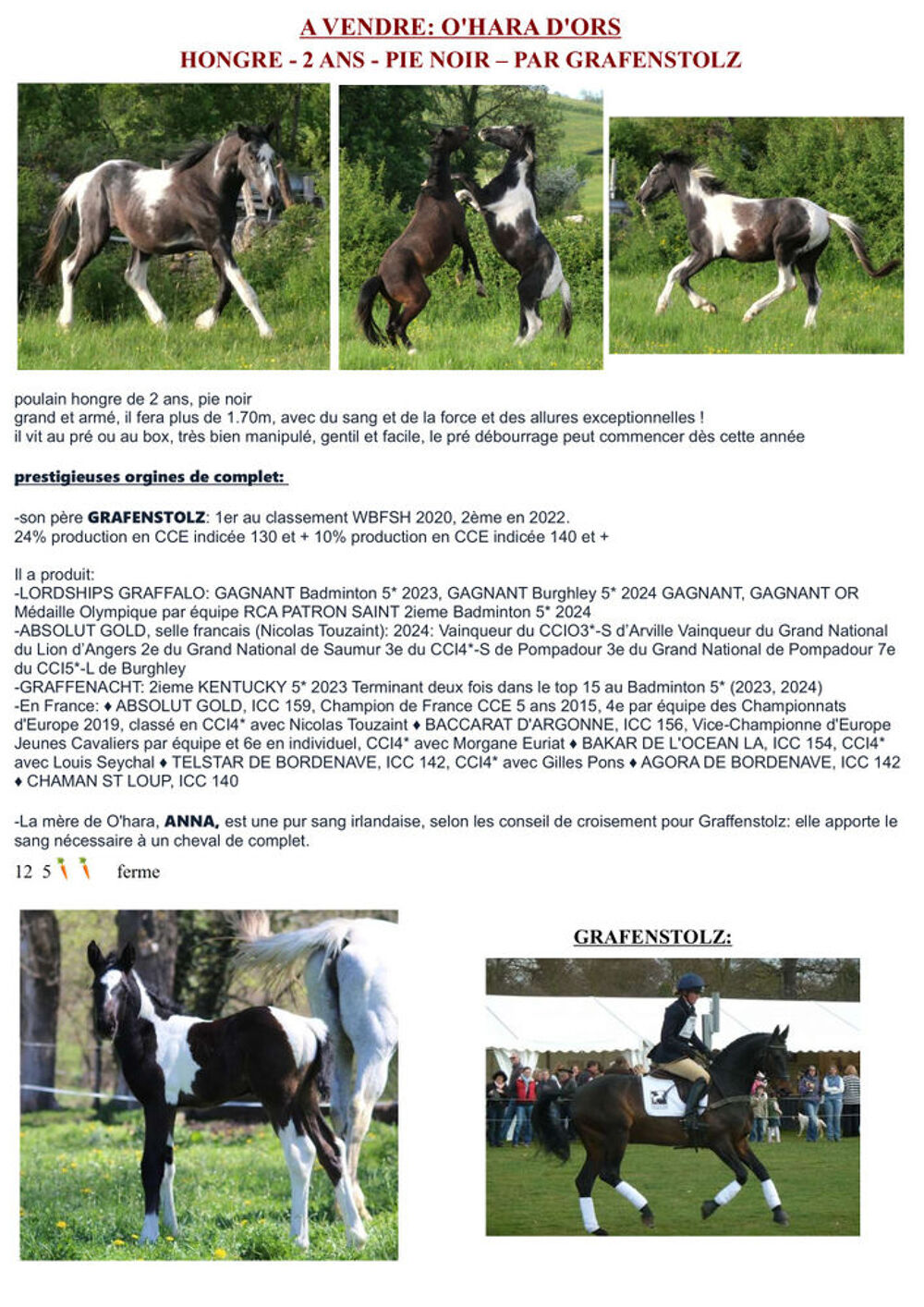   tres joli cheval pie noir pour le sport 