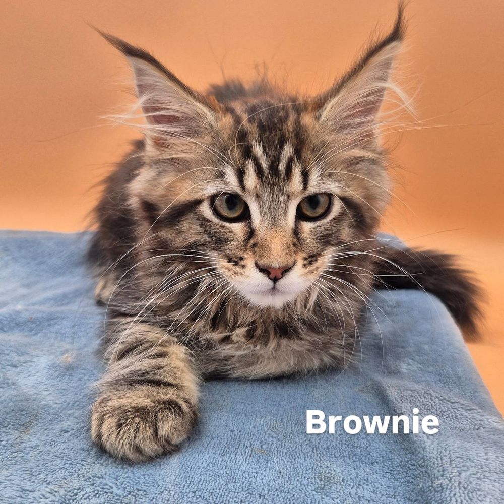   Chaton maine coon Loof 