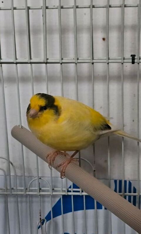 Je suis &agrave; la recherche d'un m&acirc;le Padda de Java &agrave; acqu&eacute;rir 35 60550 Verneuil-en-halatte