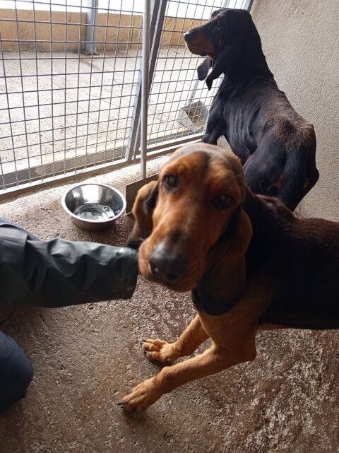 Chien ELVIS et CARLOS a l adoption 210 13001 Marseille