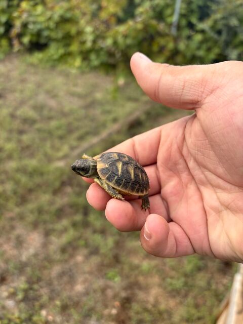 Tortue, B&eacute;b&eacute; 20 06530 Peymeinade
