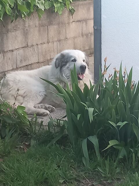 Je recherche une famille prête à adopter mon patou,il a 3 an 0 30720 Ribaute-les-tavernes