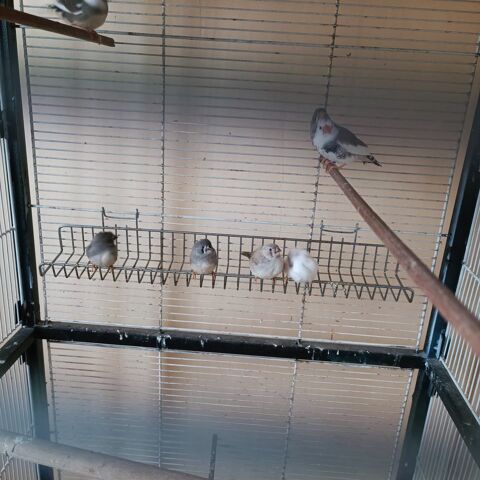 mandarins prix 10� 10 08140 Bazeilles