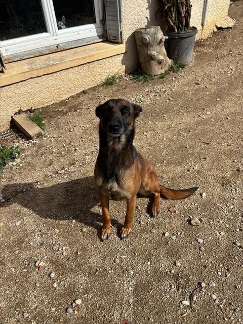 Chien TOKYO à l adoption 210 07100 Boulieu-ls-annonay