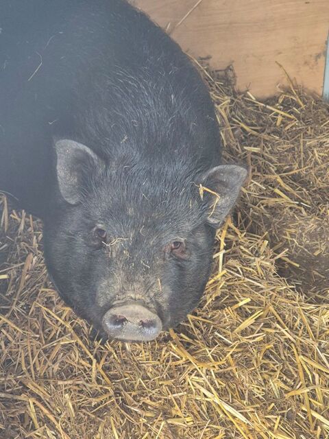 DON DE DEUX COCHONS VIETNAMIENS !! 0 71500 Sornay