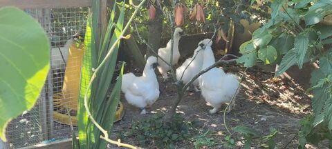 Poules soies 14600 La rivire-saint-sauveur