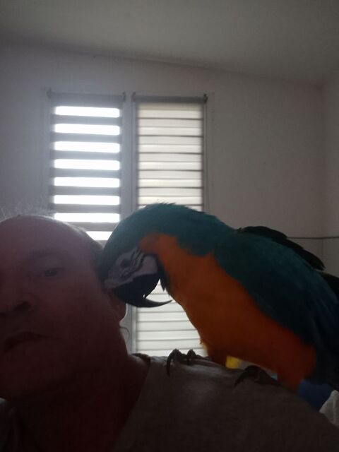 Perroquet ara femelle 1500 51150 Tours-sur-marne