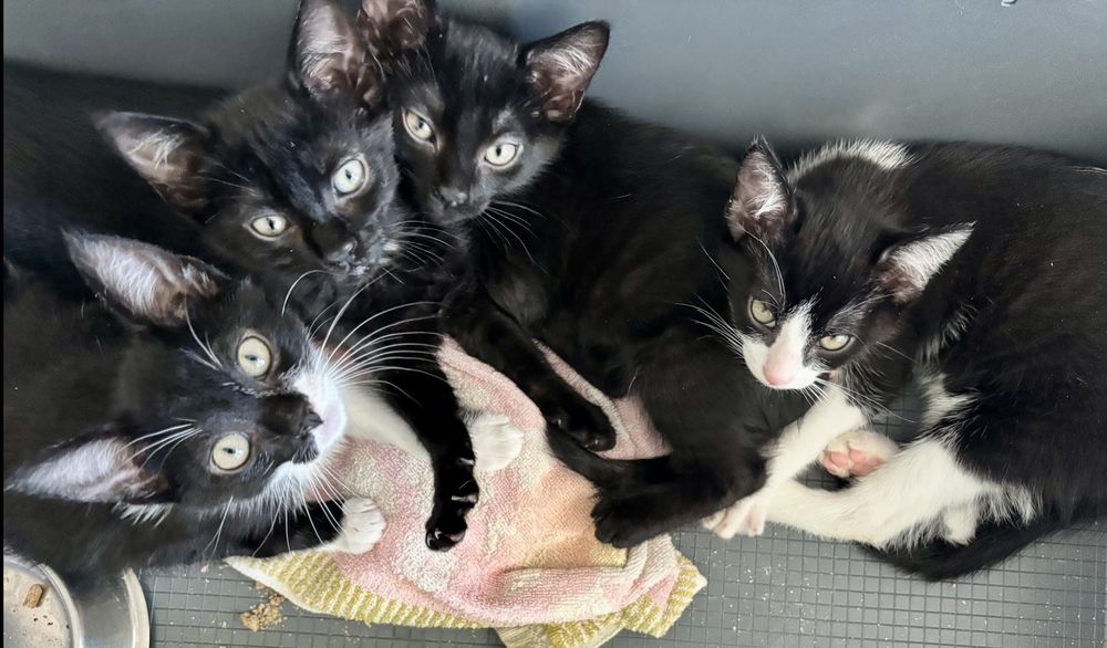   4 chatons noirs et blancs, 2 mois  