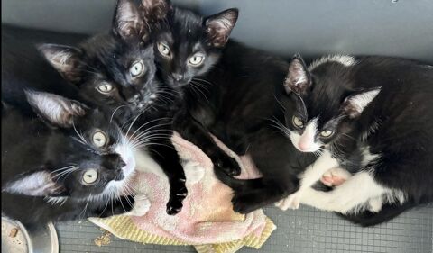 4 chatons noirs et blancs, 2 mois 120 34500 Béziers