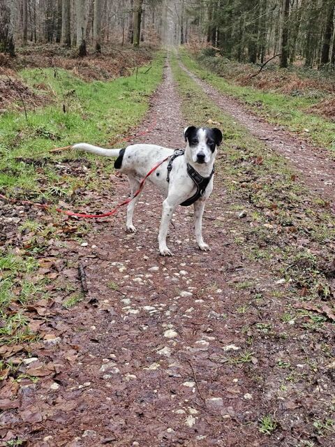 Vador l'adorable petit guerrier tripatte 50 76480 Jumi�ges