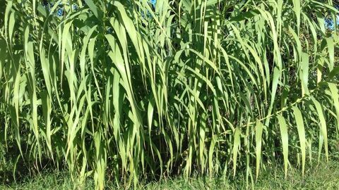 Cannes proven�ales 0 Saint-Martin-de-Crau (13)