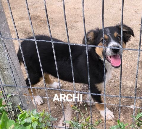 Chiot border collie non lof 500 16250 Blanzac-porcheresse