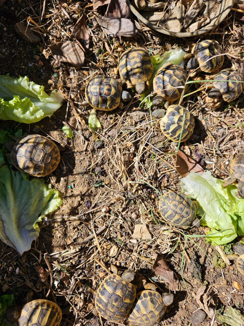 Tortues Hermann juv&eacute;niles 35 34830 Jacou