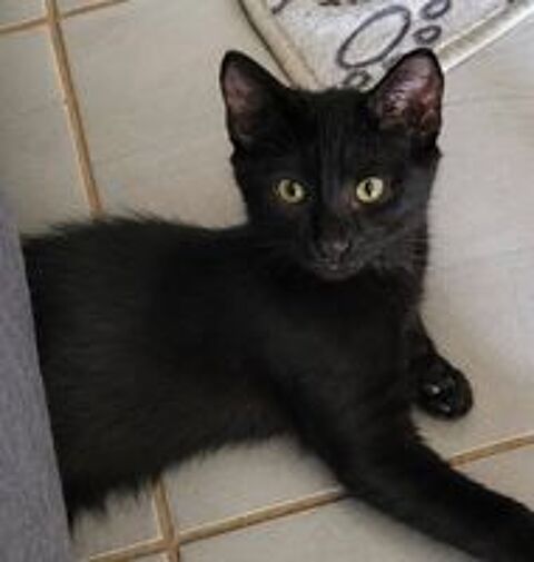  REGLISSE 