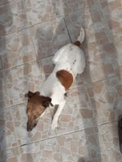   Saillie Fox terrier � poils lisses 