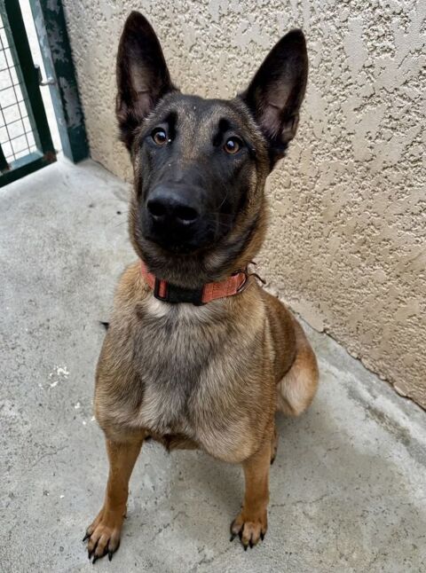 BERNADETTE, 1 an non lof 220 34500 B�ziers