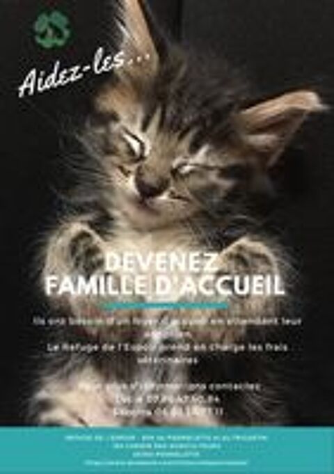  famille d'accueil chatons  