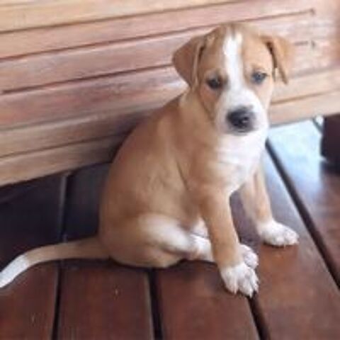   ✨️ TI'MASS ✨️ 🐶 