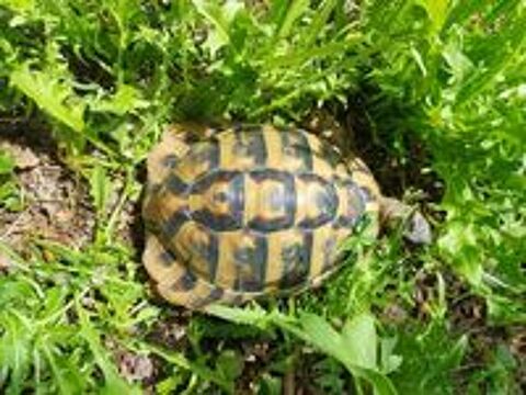   2 Tortues de terre mâles 