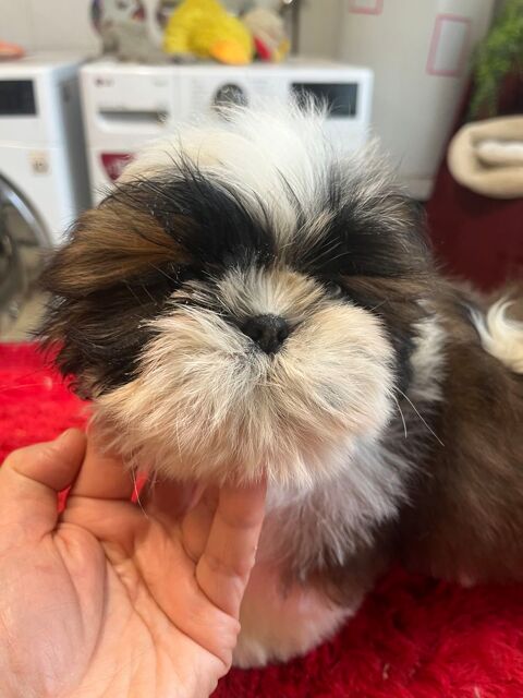 Magnifique chiot shih tzu LOF 950 58350 Nannay