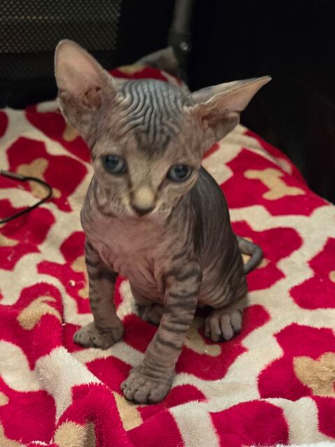 Chatons sphynx
1500 13110 Port-de-bouc