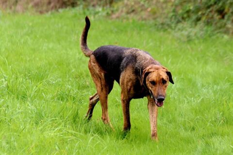 THEO � Magnifique crois&eacute; Berger Allemand/ Bruno du jura � 6 ans - cherche sa famille pour la vie ❤️ 195 24140 Douville