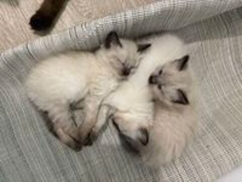   Chatons Siamois a réservé  