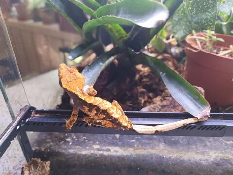 Geckos à crête 60 67200 Strasbourg