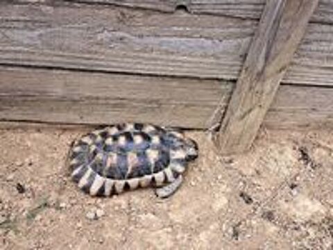   BEBES TORTUES MARGINATA 