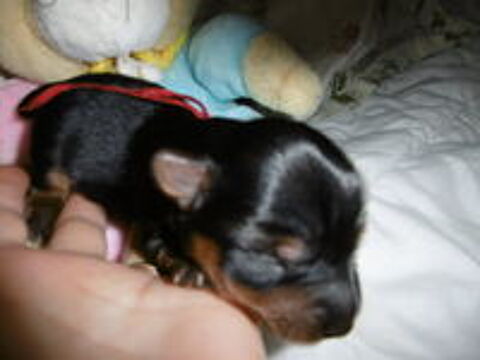   bebes  york 