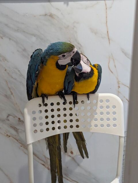 Jeune Perroquet Ararauna Apprivoisé 1550 37000 Tours