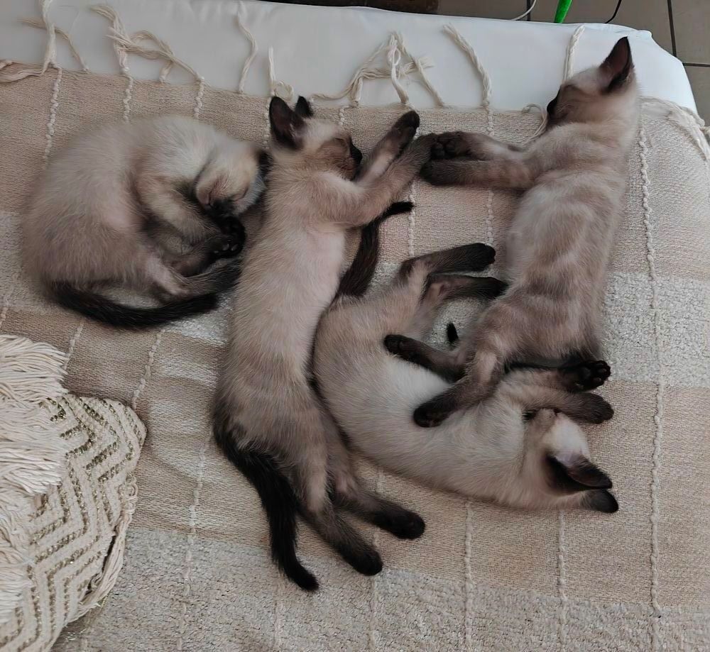   Chatons siamois
