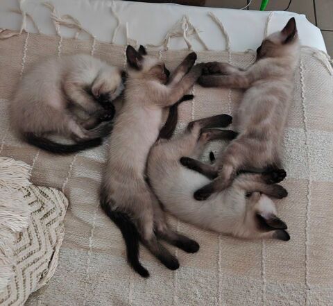 Chatons siamois
0 64300 Orthez