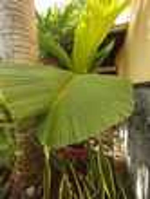 Palmier des Seychelles Jardin