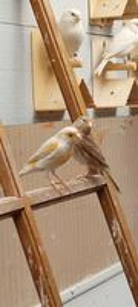   Canaris de couleurs  