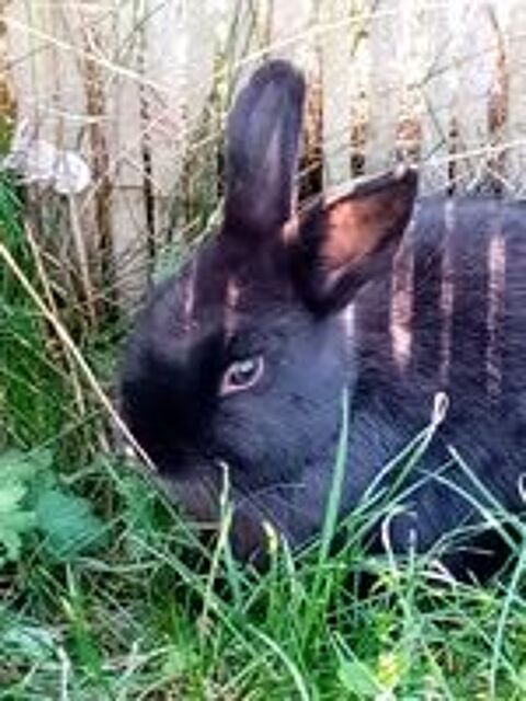   lapin nain male noir stérilisé . 