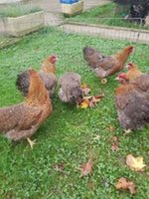   Oeuf fécondé,poussin , poule et coq biefelder. 
