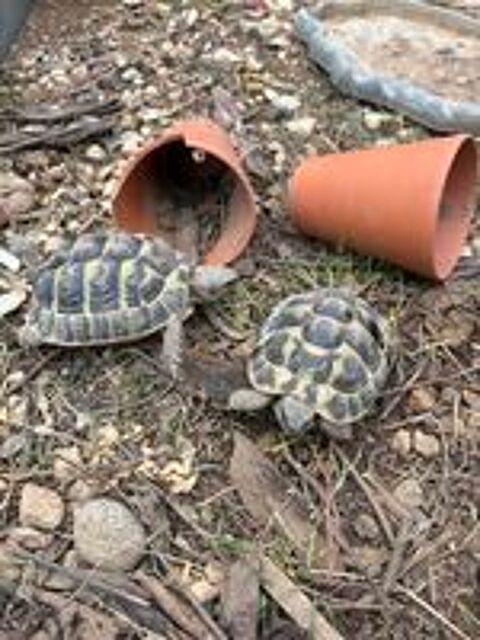   Bébés tortues 