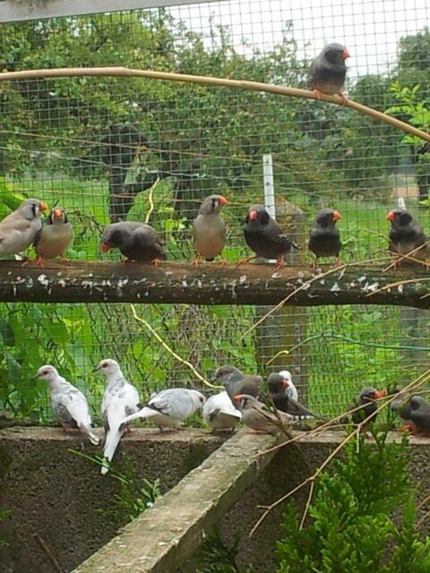OISEAUX EXOTIQUES MANDARIN 25 78690 Les essarts-le-roi