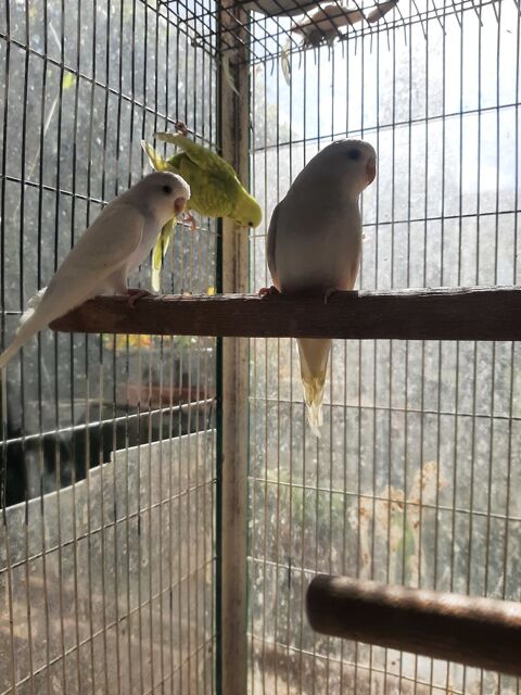 Perruches ondul&eacute;es 20 78420 Carri�res-sur-seine