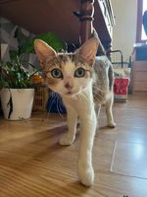   Sharone, affectueuse chatte tigrée et blanche 
