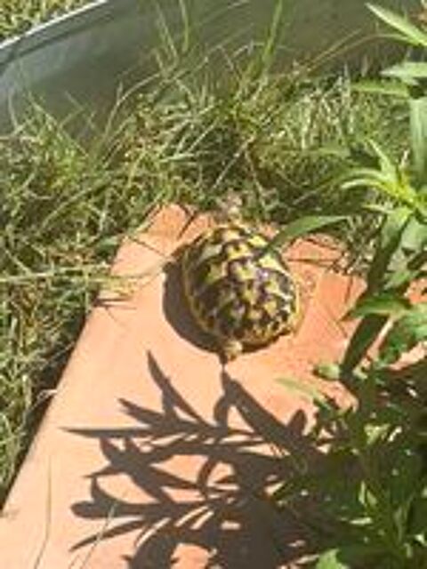   Tortue terre de 2025 
