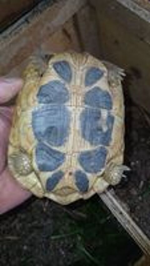  Tortue de terre 