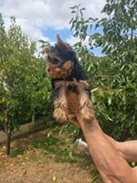   YORSHIRE TERRIER 