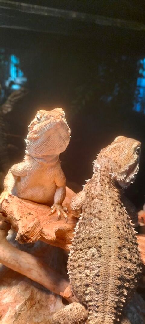 Pogona henrylawsoni 100 34130 Saint-aun�s